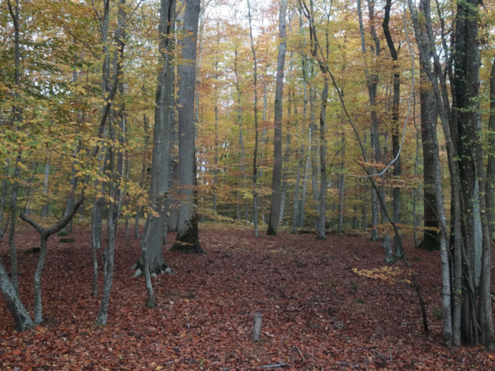 Rambouillet